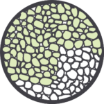 Cellular neighborhood analysis