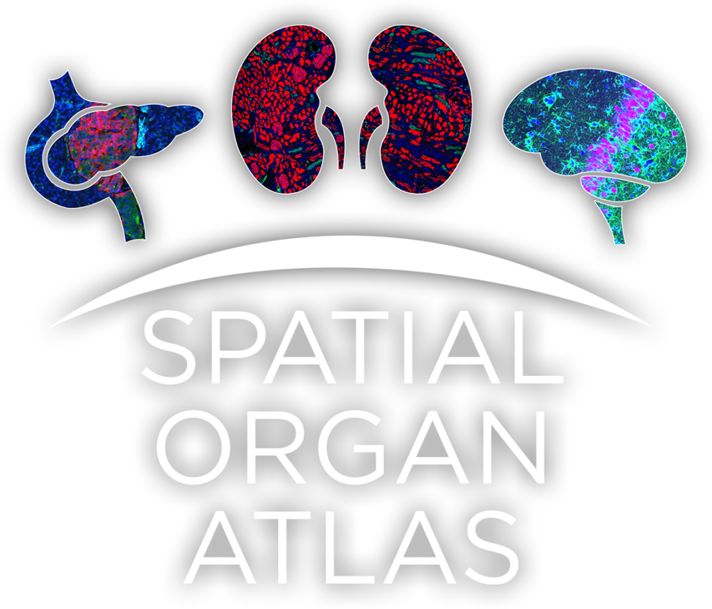 Spatial Organ Atlas logo