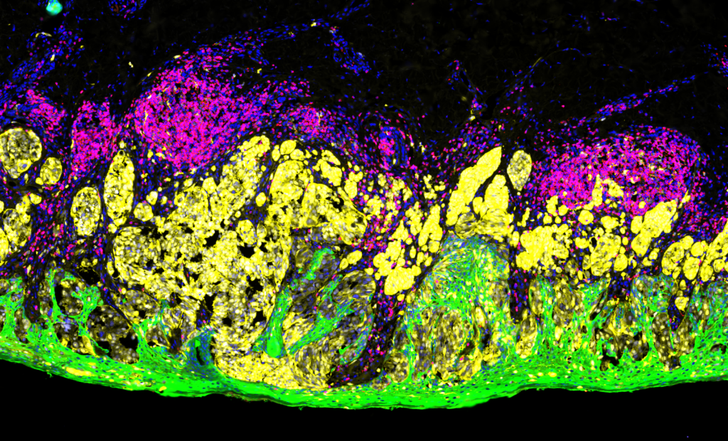 What are immunofluorescence techniques? | Bruker Spatial Biology