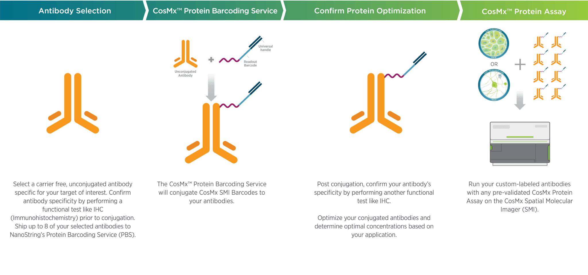Spatial Barcoding CosMx® Custom Protein Barcoding Service | Bruker Spatial Biology