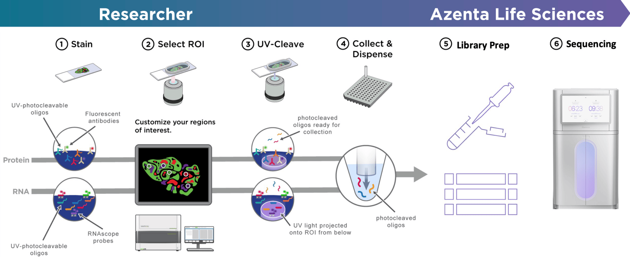 Azenta Life Sciences Partnership | Bruker Spatial Biology