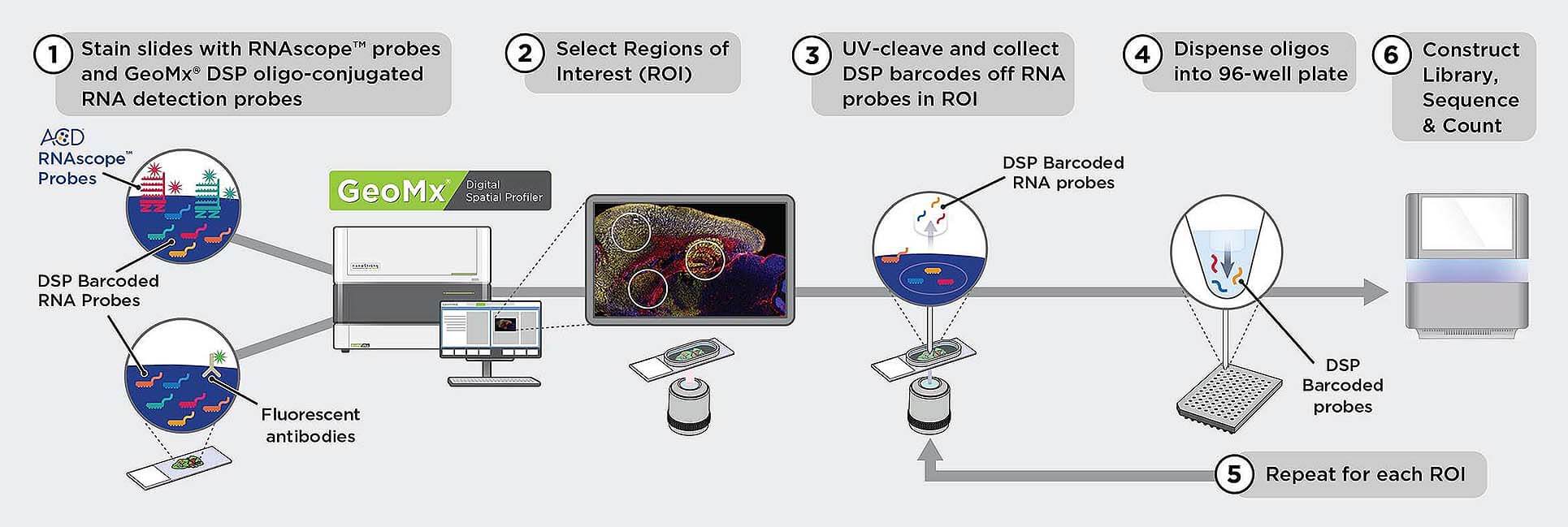 Nanostring GeoMx digital spatial profiling workflow