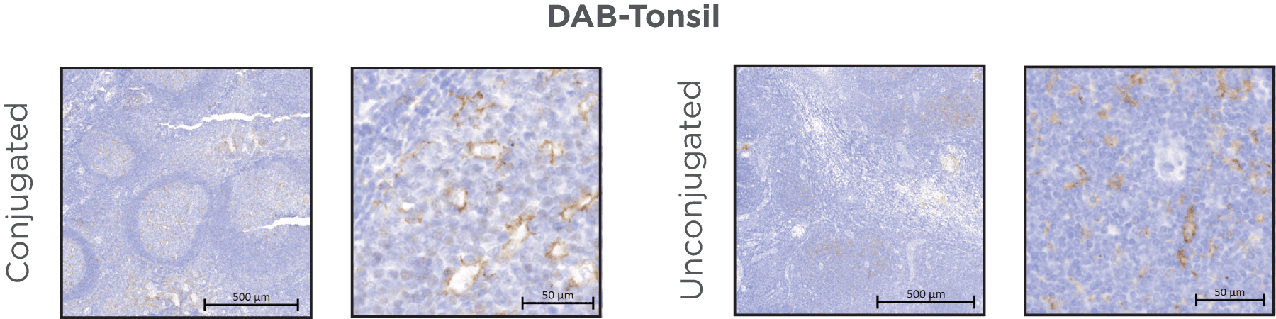DAB-Tonsil tissue showing conjugated and unconjugated don't alter specificity