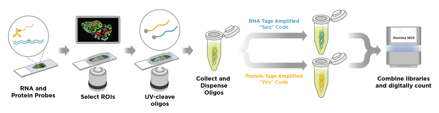 Spatial Multiomics Enabled with GeoMx DSP | Bruker Spatial Biology
