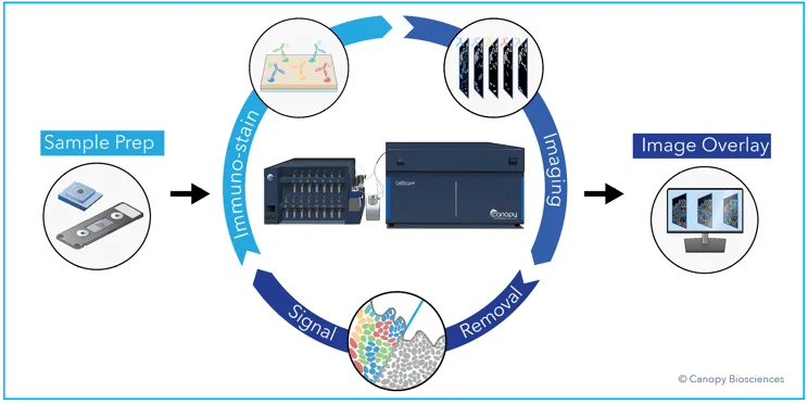 <p class="internal-links "><strong>CellScape workflow.</strong> The CellScape platform employs iterative cycles of staining with fluorescent antibodies, high dynamic range imaging, and signal removal via gentle photo-inactivation to capture quantitative spatial information about biomarker expression with single-cell resolution. <a href="/wp-content/uploads/2023/07/cellscape_brochure_11x8.5_01.20.23.pdf" rel="noopener" target="_blank">View our CellScape brochure</a> to learn more about the benefits of the instrument.<p>