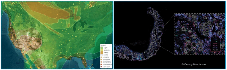 Left: Map of wildfires and smoke in North America (ospo.noaa.gov). Right: Map of immune markers in inflamed colon tissue (Canopy Biosciences).