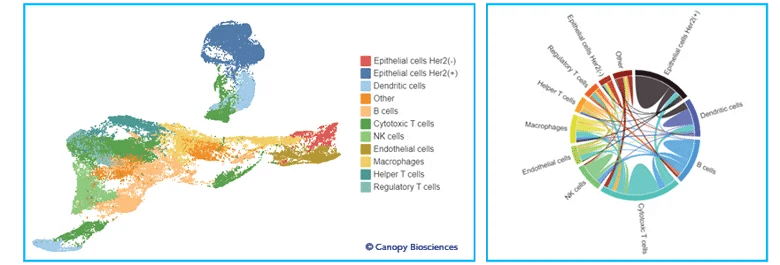 Advanced analysis of spatial biomarker data. The left image shows the result of unsupervised clustering analysis applied to the normalized biomarker expressions of each cell, colored by the identified cell type. The uniform manifold approximation and projection (UMAP) visualization is a way to simplify and visualize multi-dimensional datasets, such as those created by unsupervised clustering. The right plot is a chord diagram generated from the UMAP data; the strengths of cell-cell interactions are represented by the thickness of chords between cell types.