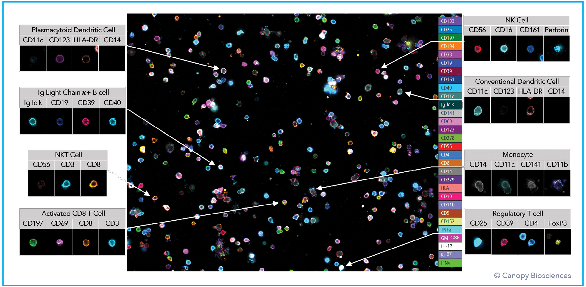 <strong>Example images of individual cell types.</strong> Immune cells are identified from image overlays of 74-plex PBMC cell phenotyping analysis, with select biomarkers shown as indicated in legend.