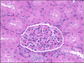 A paraffin section of kidney that has been fixed using neutral buffered formalin.