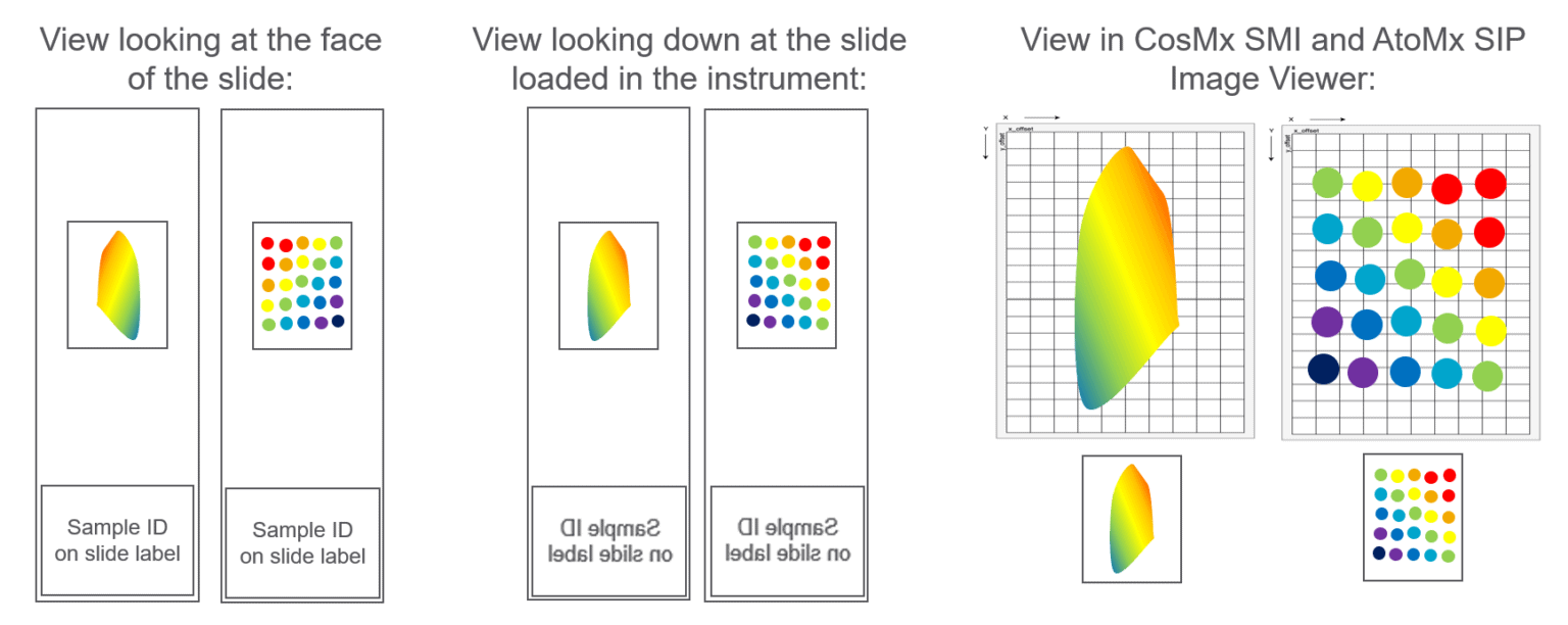 CosMx Assays and Applications | Bruker Spatial Biology