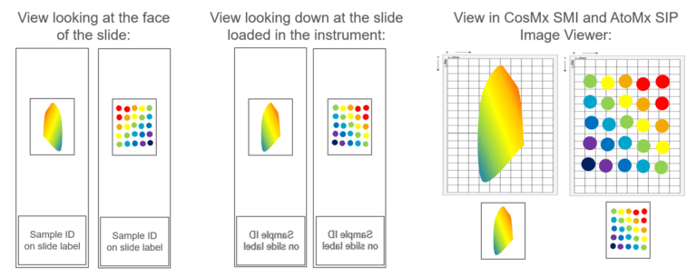 CosMx Assays and Applications | Bruker Spatial Biology