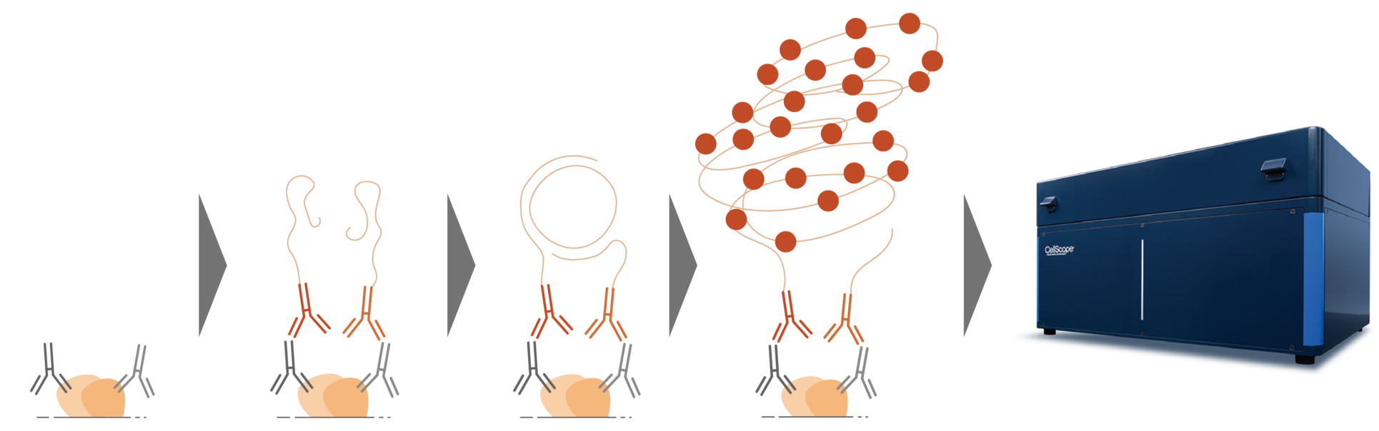 Navinci isPLA CellScape Workflow-01