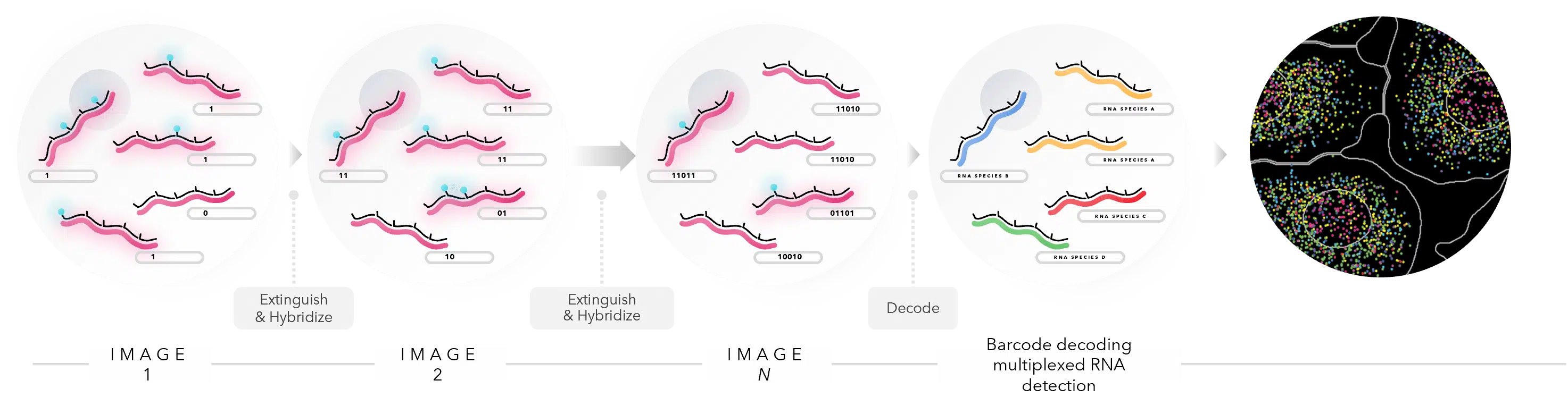 MERFISH-Technology-OverView.png