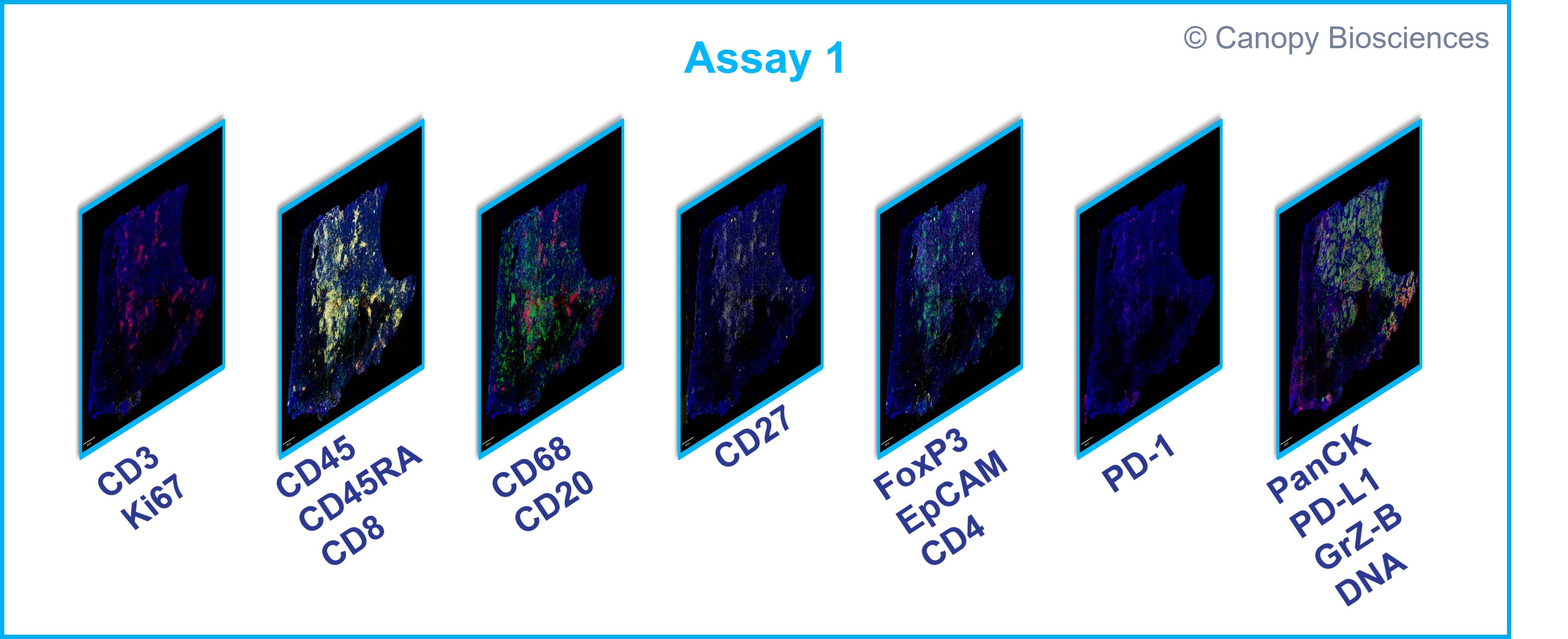 Initial assay for immune profiling covered 16 biomarkers.