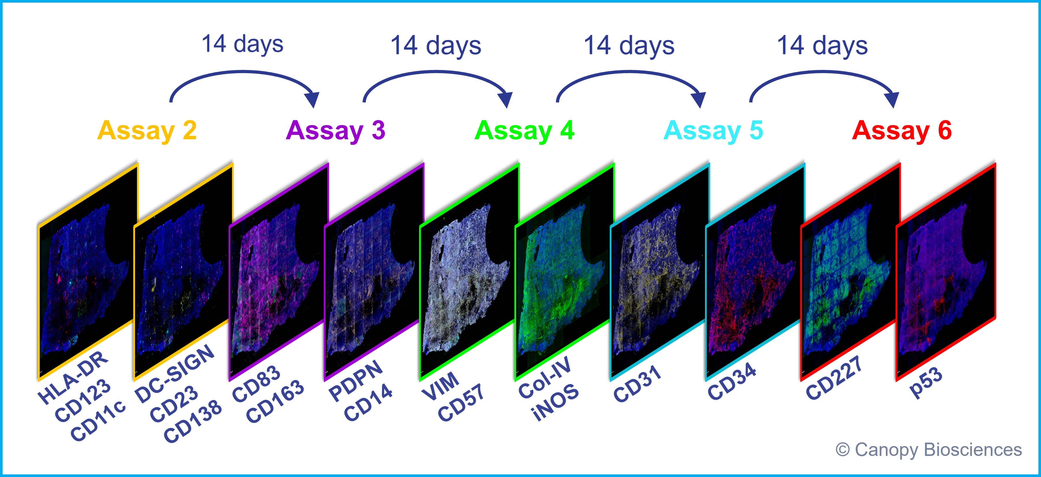 Assay expansion of human FFPE lung adenocarcinoma sample in two-week increments.