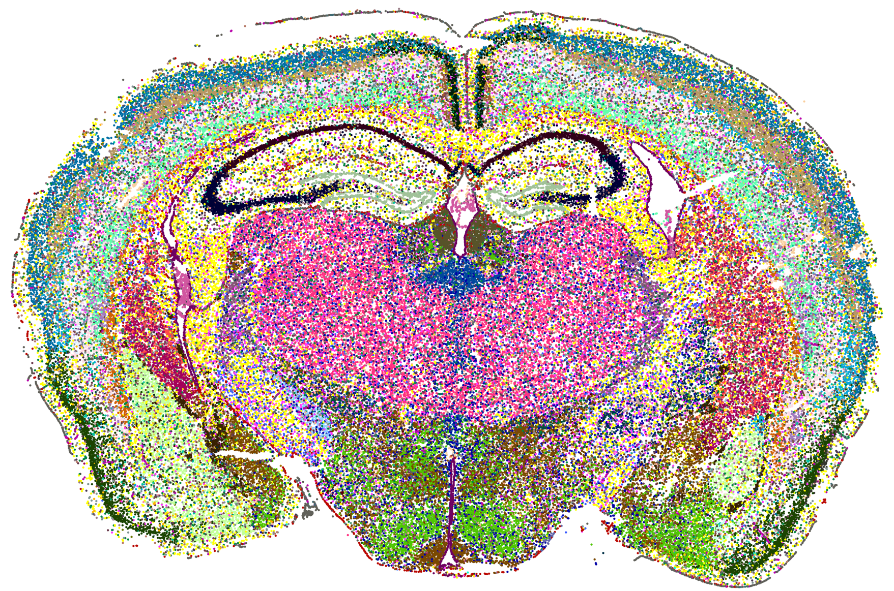 mouse brain_coronal_small-1