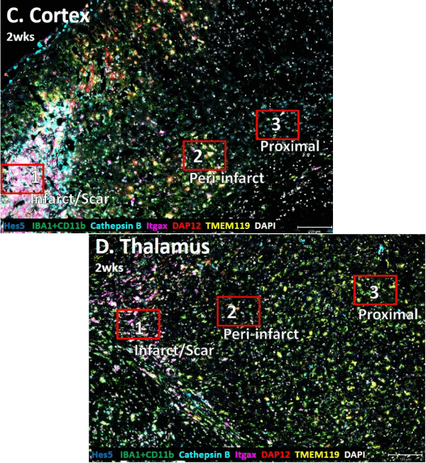 Figure5_Mouse_Microglia_CosMx