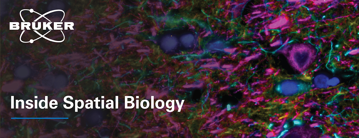 Newsletter_Header_with_text_1200x461 Colorful tissue image with Bruker logo and "Inside Spatial Biology" text on top.