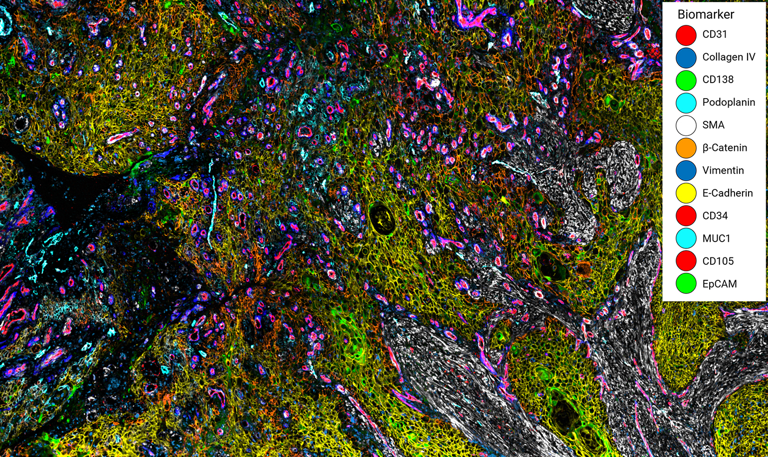 The combination of these markers allows researchers to visualize key structural features and cell types within human FFPE samples.