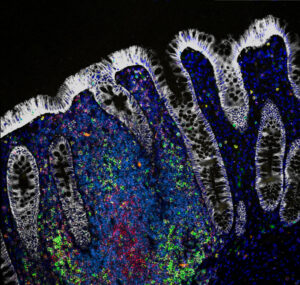 Cellscape : Introduction to Precise Spatial Proteomics