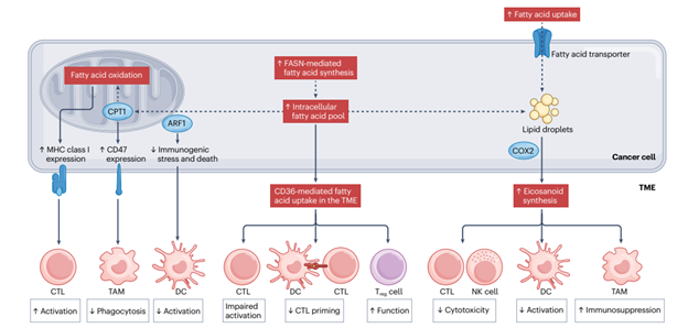 Relationship between fatty acid metabolism and immune responses2. Fatty acid accumulation promotes immunosuppression in some cancer tissues and in viral infection, but limited data exist regarding the role of fatty acids in glioblastoma.