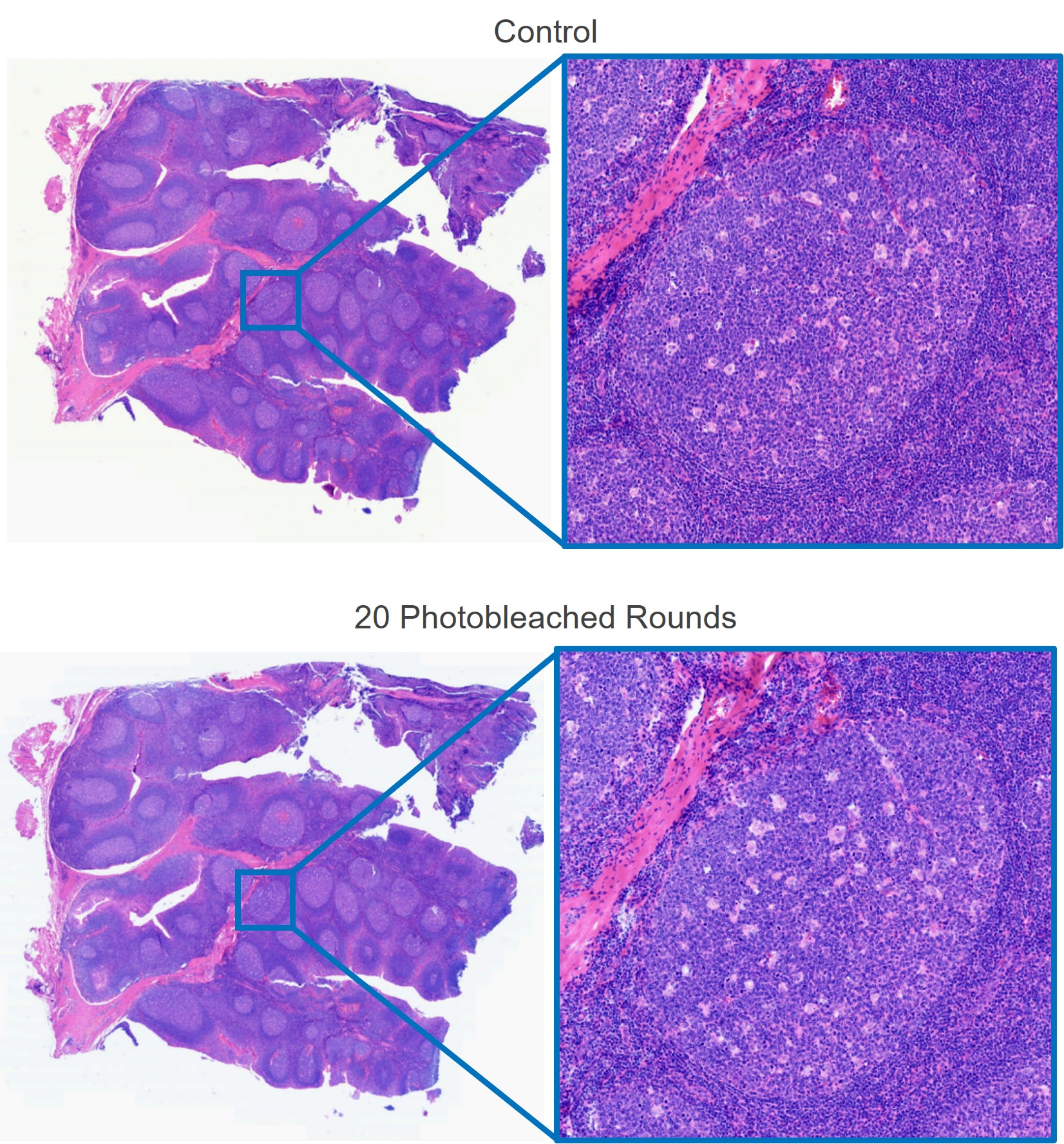 FFPE tonsil tissue showed no significant difference compared the control sample after 20 rounds of filtered photobleaching.