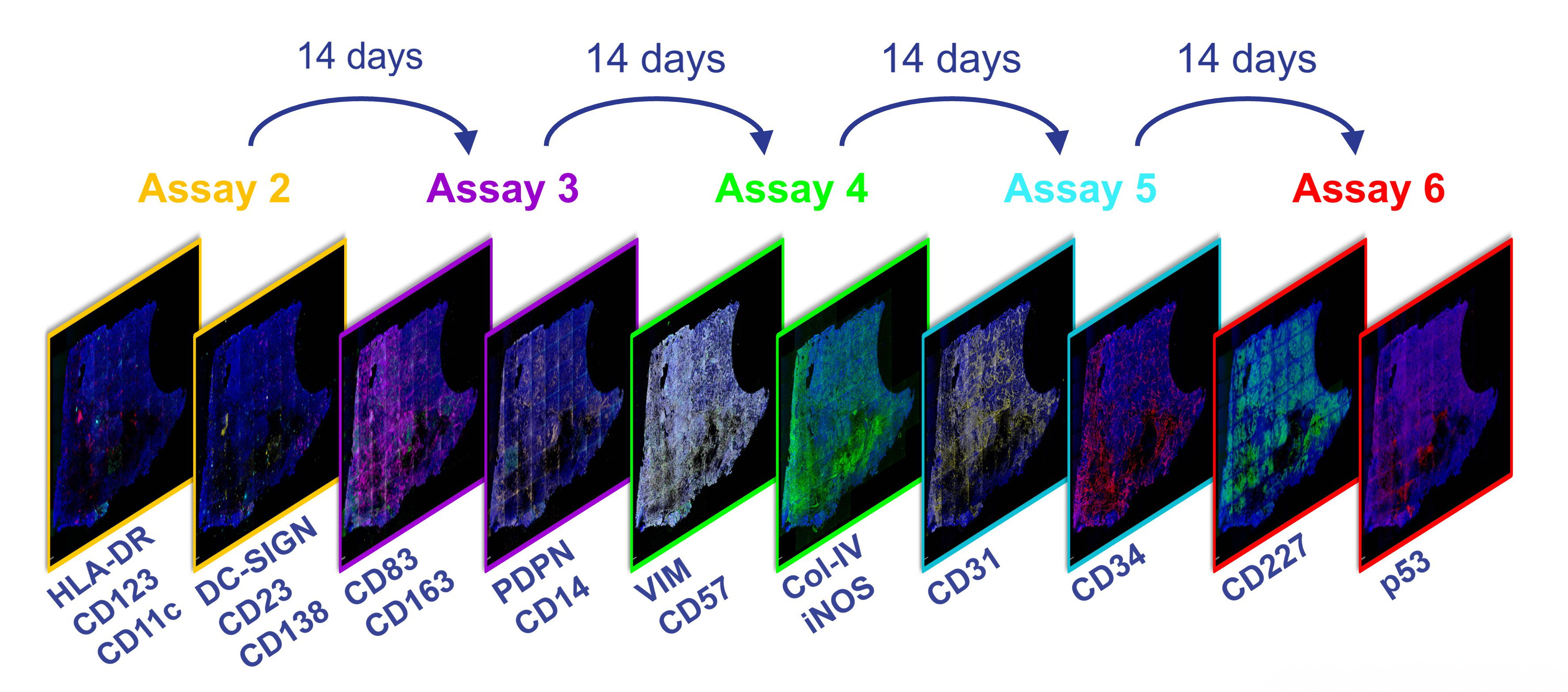 Assay expansion of human FFPE lung adenocarcinoma sample in two-week increments.