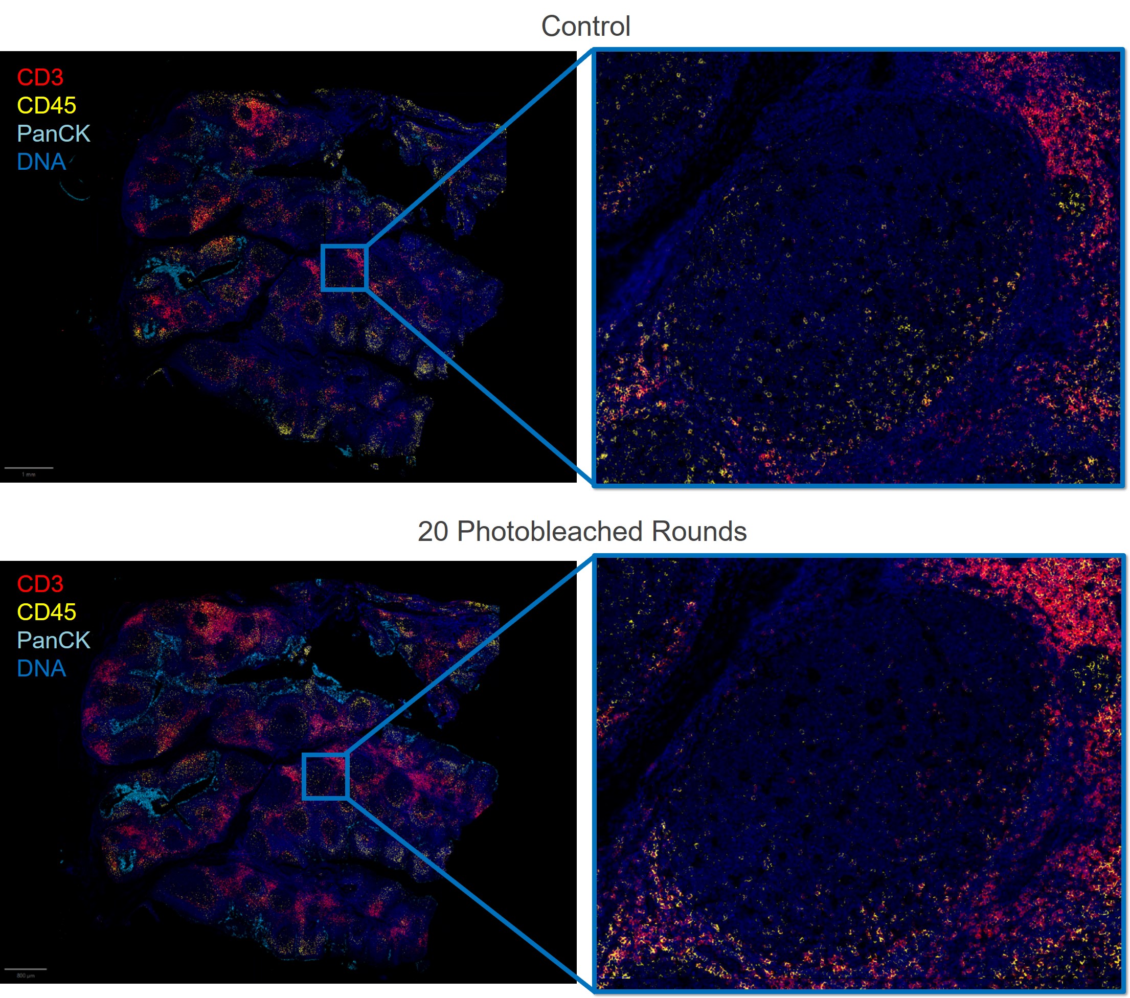 After 20 filtered photobleaching cyclces, antibody binding and signal detection of antigens remained as robust as unbleached tissues (control).