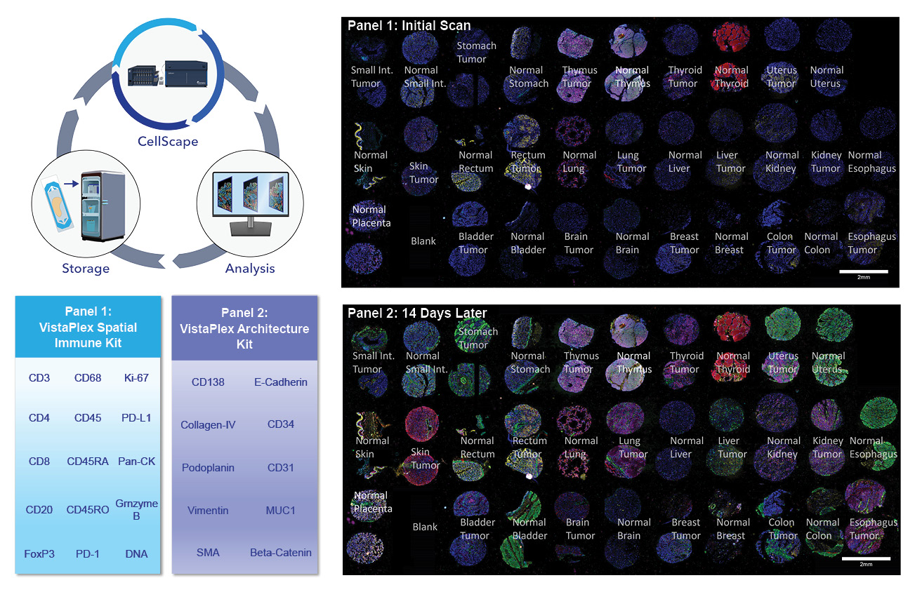 Reinterrogation workflow using CellScape includes iterative automated staining and imaging followed by data analysis and sample storage. The nature of the CellScape workflow enables the user to pause between rounds of staining/imaging and determine how (or even whether) to continue to the experiment.