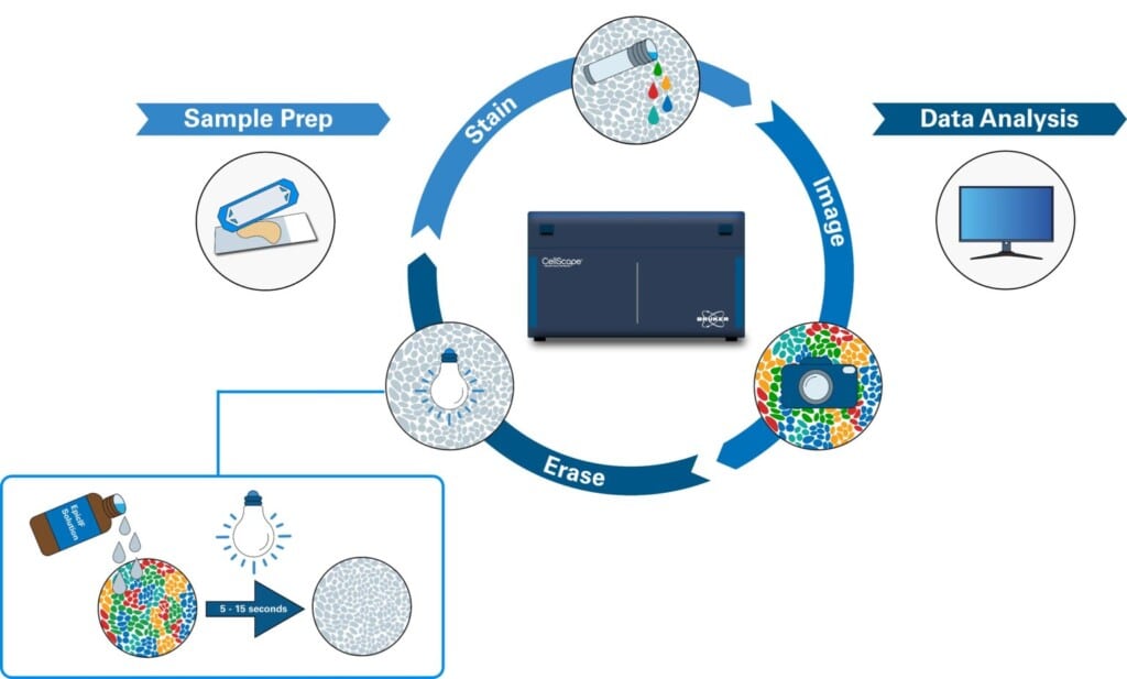 Simple graphic depiction of stain, image, and erase steps required for CellScape cyclic multiplex immunofluorescence.