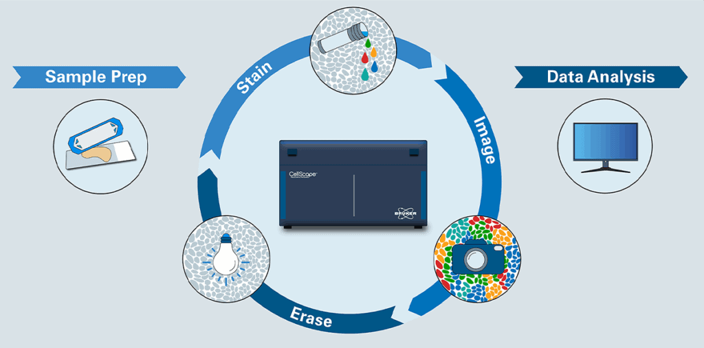 CellScape workflow: cycles of Stain, Image, Erase