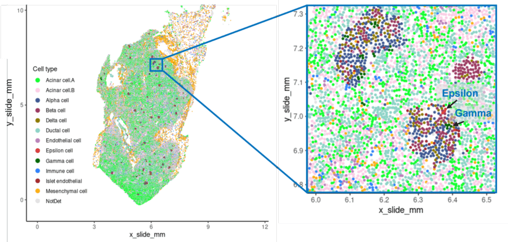 CosMx image of cell types in pancreas, zoomed in to show rare Epsilon and Gamma cells.