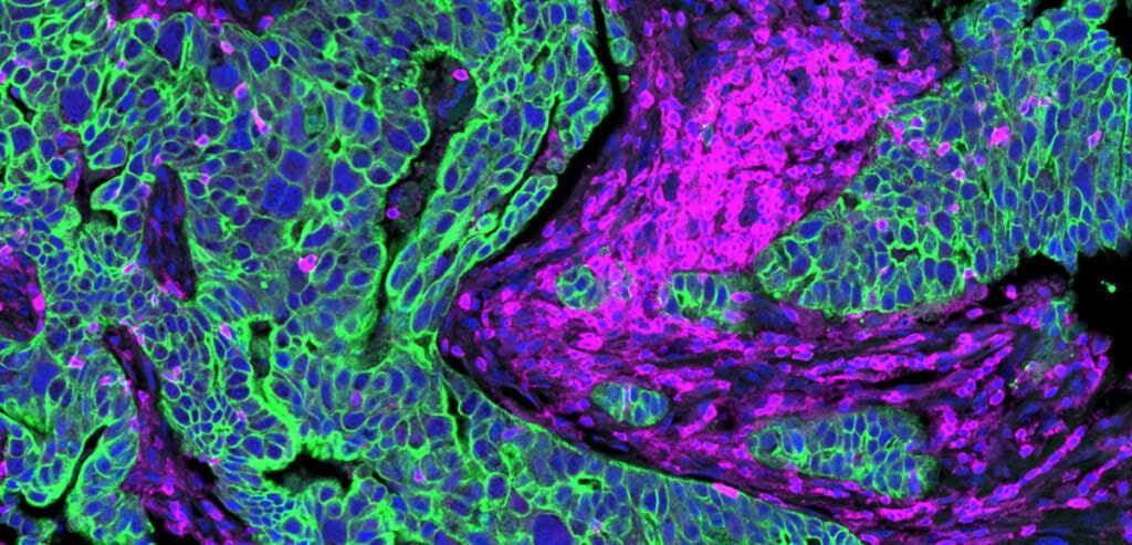 Colorful tissue image captured with GeoMx DSP.