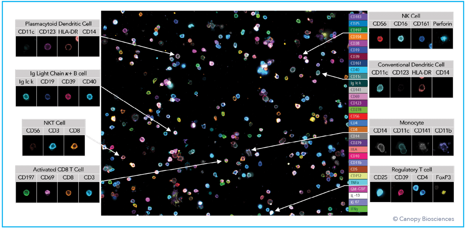 Highly Multiplexed Deep Cell Phenotyping with ChipCytometry™ | Bruker ...