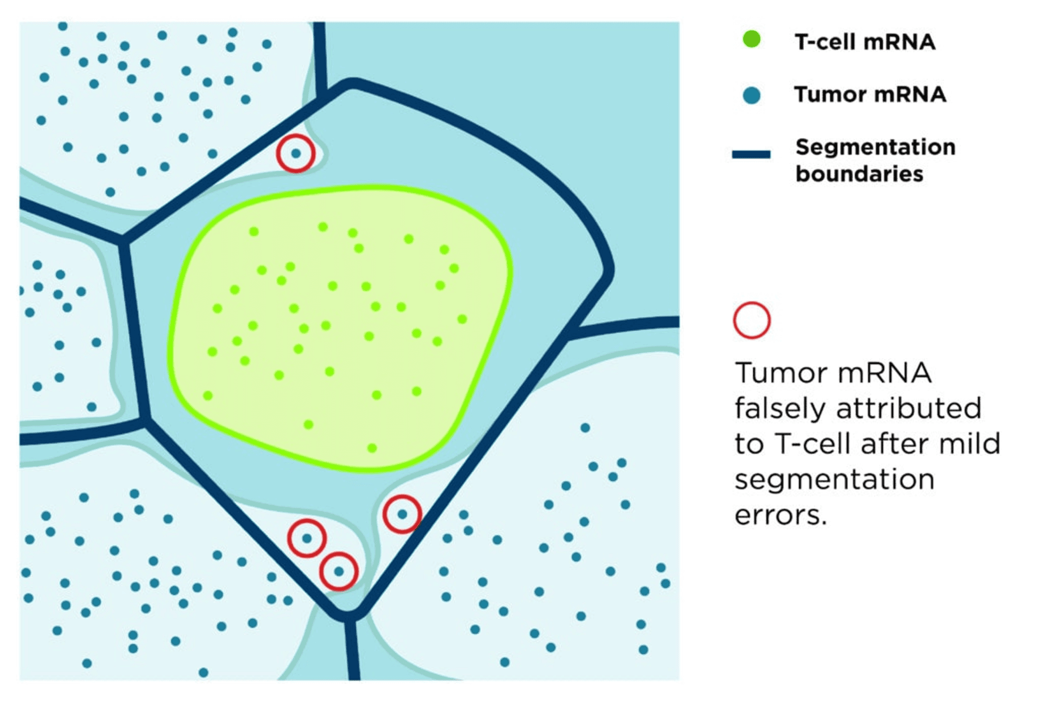First Segmentation Cell Accurate Cell Segmentation: The Critical Foundation of Spatial Biology ...