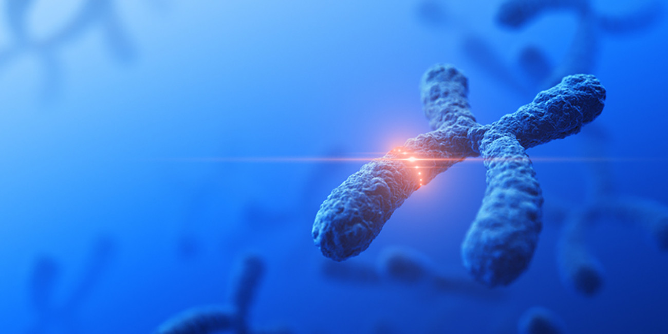 3d model of an X chromosome