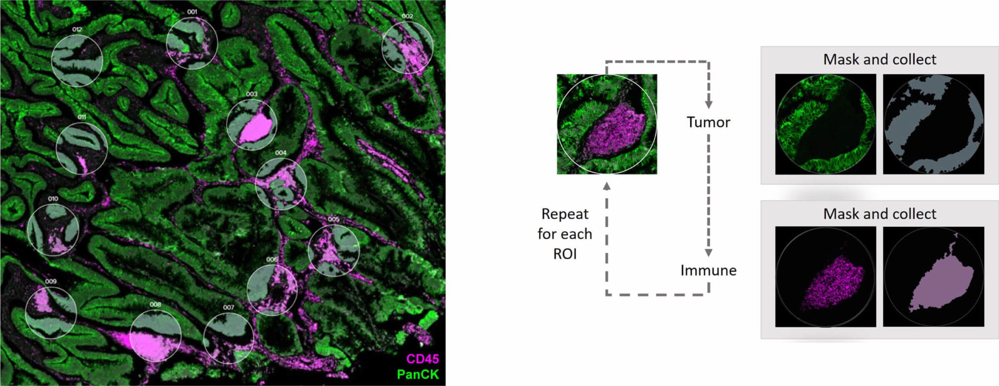 Spatial Proteogenomics | Bruker Spatial Biology
