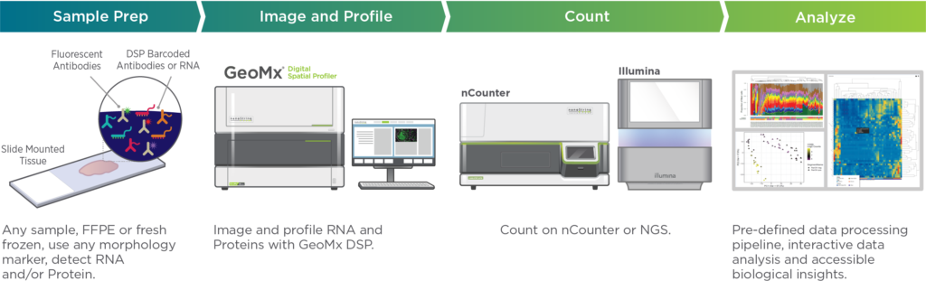 With GeoMx and nCounter users can utilize spatial genomics and spatial transcriptomics.