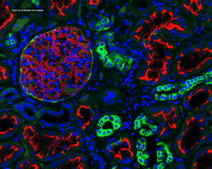 Spatial Organ Atlas Kidney