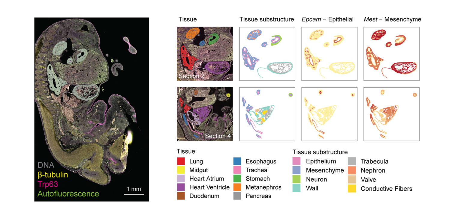 GeoMx DSP Spatial Genomics Overview | NanoString