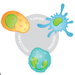 Myeloid Innate Immunity