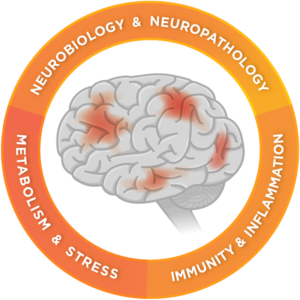 Neuroinflammation product area illustration