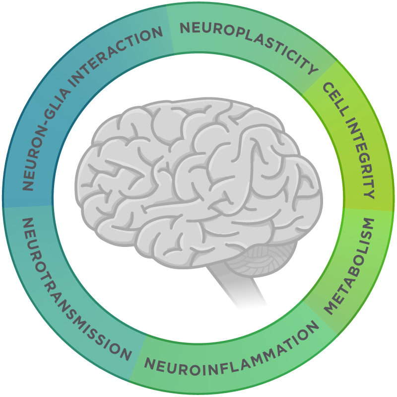 Neuropathology Panel is an ideal tool to study all aspects of Alzheimer&rsquo;s Disease