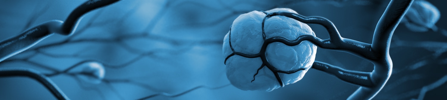 3d model of human internal organs