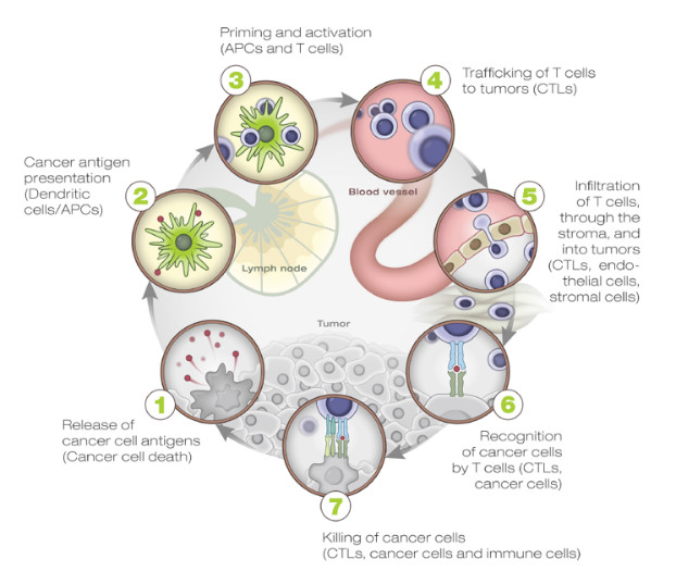 cancer immunity cycle