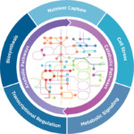 Metabolic pathways product area